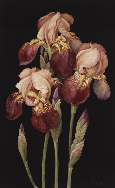 Irises, 2004 (wc na papíře) od Jenny Barron