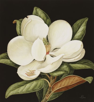 Magnolia Grandiflora, 2003 (wc na papíře) od Jenny Barron