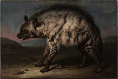 Hyena ve zvěřinci na zámku Frederiksberg od Jens Juel