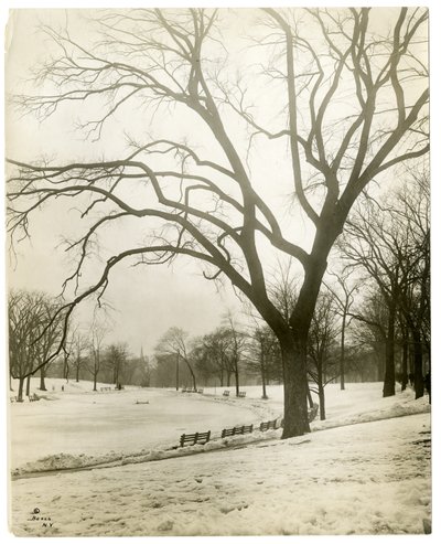 Boston Common & žabí jezírko, podle stromu, Boston, USA, cca 1902-10 (želatinová stříbrná fotografie) od Jessie Tarbox Beals