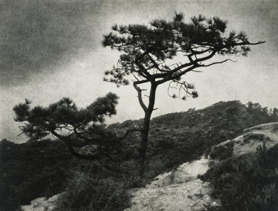 Slavný Torrey Pines od Jessie Tarbox Beals