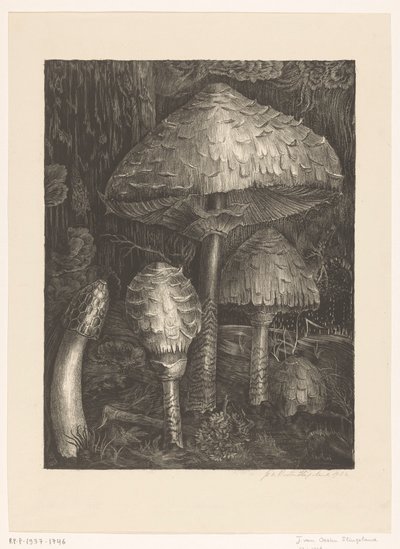 houby od Jo van Oosten Slingeland (signed by artist)