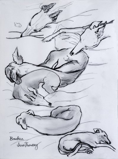 Bracken, the whippet, 2000, (tužka) od Joan Thewsey
