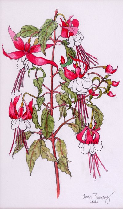 Fuchsie, 2000, tužka s vodovou barvou od Joan Thewsey