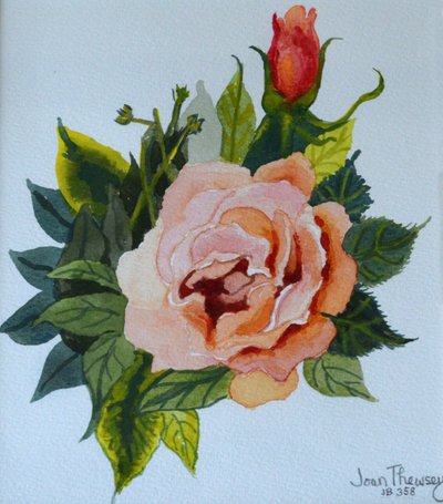 Růžová růže a poupě, 1986,, od Joan Thewsey