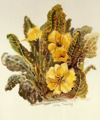 Primrose, 2010, akvarel na ručním papíře, od Joan Thewsey