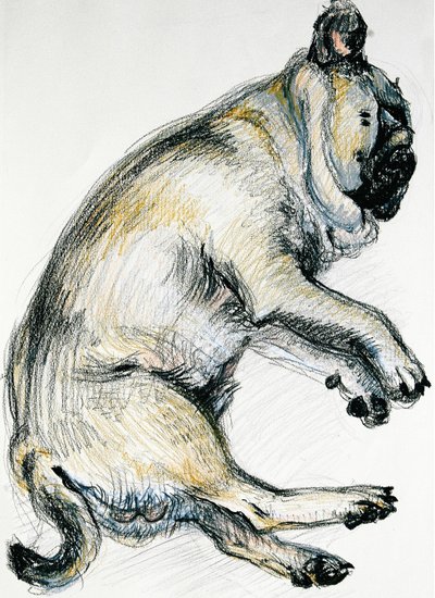 Spící mopslík jedna, 2000, (olejový pastel) od Joan Thewsey