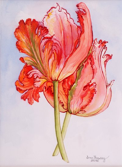 Dva nařasené tulipány,2000, akvarel na ručním papíře od Joan Thewsey