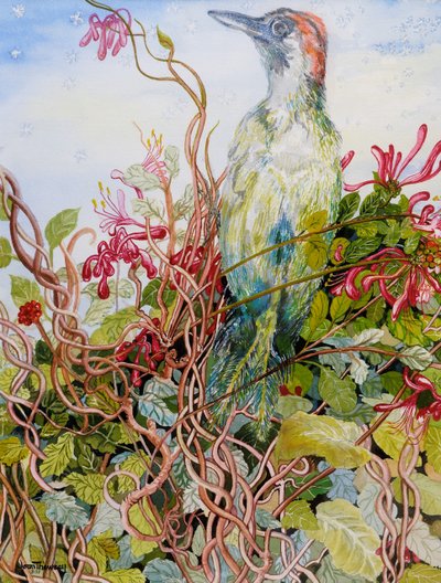 Datel v zimolezu,2010,akvarel od Joan Thewsey