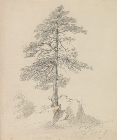 Borovice a útesy od Johan Christian Dahl