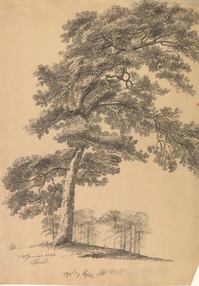 Borovice od Johan Christian Dahl