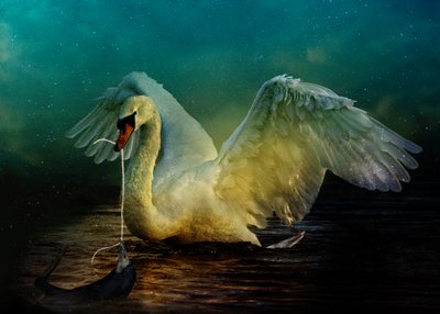 Ptačí království 6, 2018 (digitální fotoart) od Johan Lilja