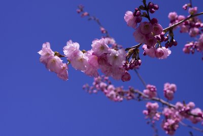 Lilac, 2018 (fotografie) od Johan Lilja