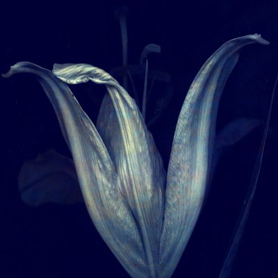 Lily 1, 2018 (digitální fotoart) od Johan Lilja