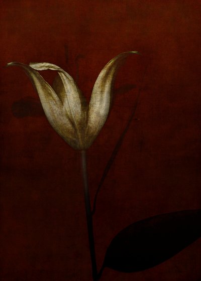 Lily, 2015 (digitální fotoart) od Johan Lilja
