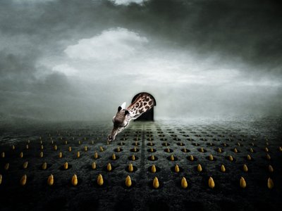 Ttulip thief 2, 2013 (fotografie) od Johan Lilja