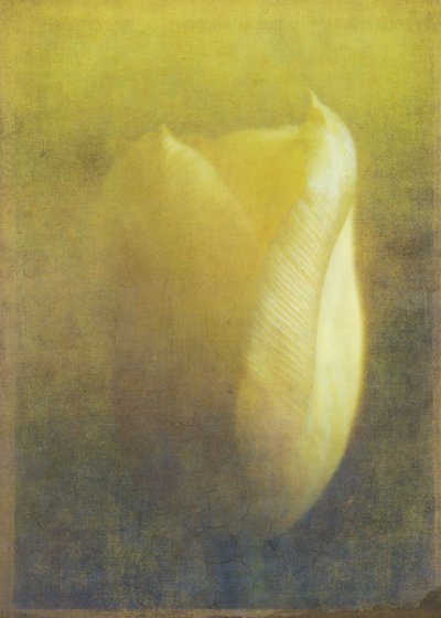Tulipán, 2015 (digitální fotoart) od Johan Lilja