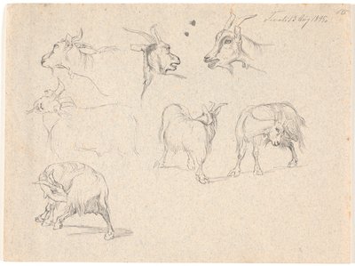 Studie koz od Johan Thomas Lundbye