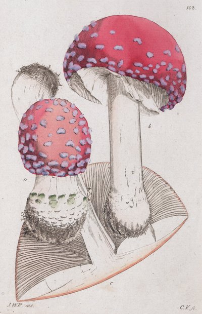 Amanita muscaria, 1804-1811 od Johan Wilhelm Palmstruch