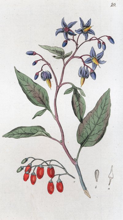 Hořkosladké Solanum dulcamara, 1804-1811 od Johan Wilhelm Palmstruch