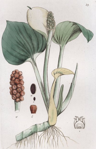 Bog Arum Calla palustris, 1804-1811 od Johan Wilhelm Palmstruch