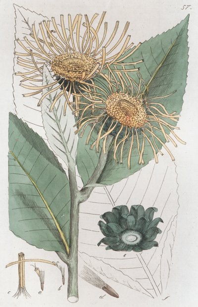 Elecampane Inula helenium, 1804-1811 od Johan Wilhelm Palmstruch