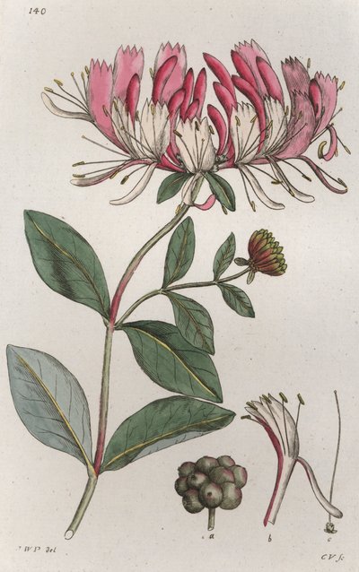 Zimolez Lonicera periclymenum, 1804-1811 od Johan Wilhelm Palmstruch