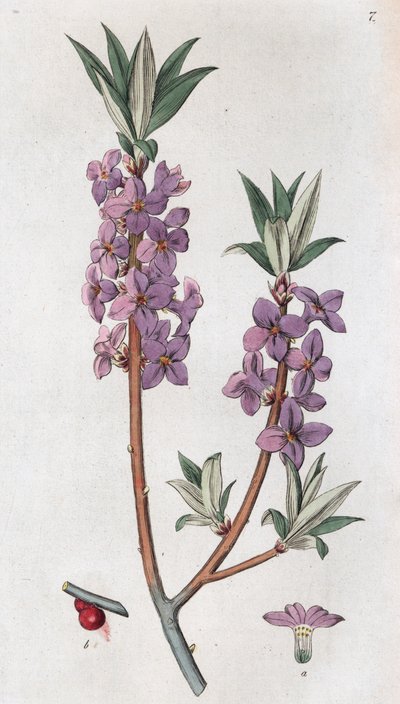 Mezereon Daphne mezereum, 1804-1811 od Johan Wilhelm Palmstruch