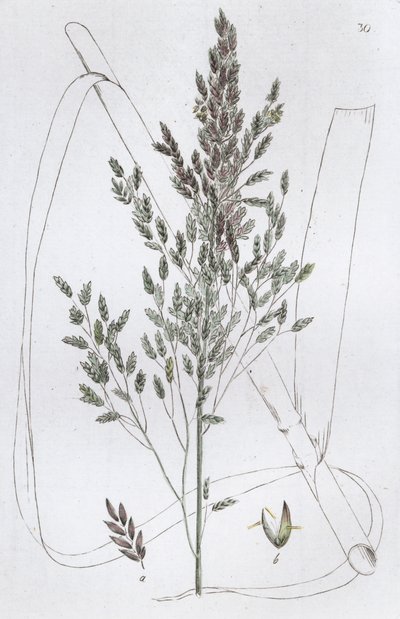 Rákos sladká tráva Poa aquatica, 1804-1811 od Johan Wilhelm Palmstruch