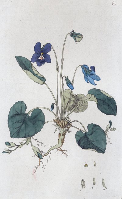 Sladká violka Viola odorata, 1804-1811 od Johan Wilhelm Palmstruch