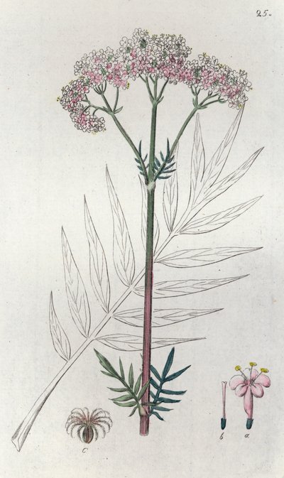 Valeriana Valeriana officinalis, 1804-1811 od Johan Wilhelm Palmstruch