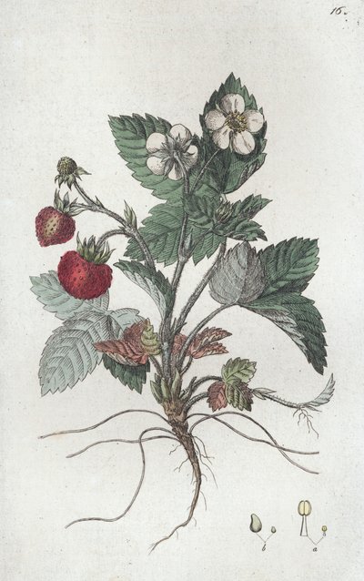 Lesní jahoda Fragaria vesca, 1804-1811 od Johan Wilhelm Palmstruch