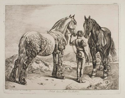 Černí koně z Lincolnshire od Johann Adam Klein