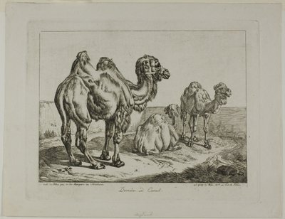 Dromedár a velbloud od Johann Adam Klein