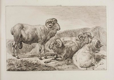 Merino berani od Johann Adam Klein