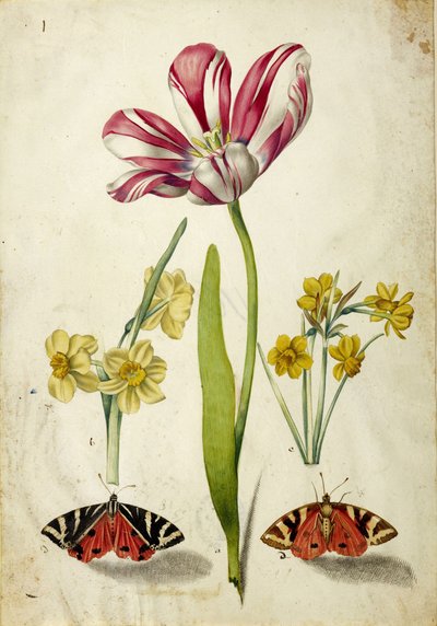 Tulipán, narcis a motýli, c. 1660. od Johann Bartholomäus Braun