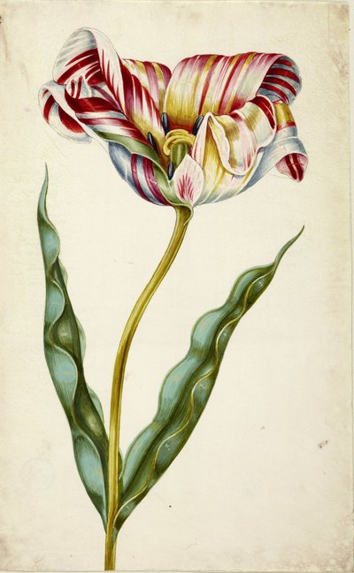 Tulipán, c. 1660. od Johann Bartholomäus Braun