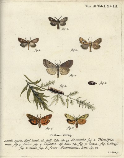 Můra paroží, Lygephila lusoria a lokaj opeřený. od Johann Carl Bock