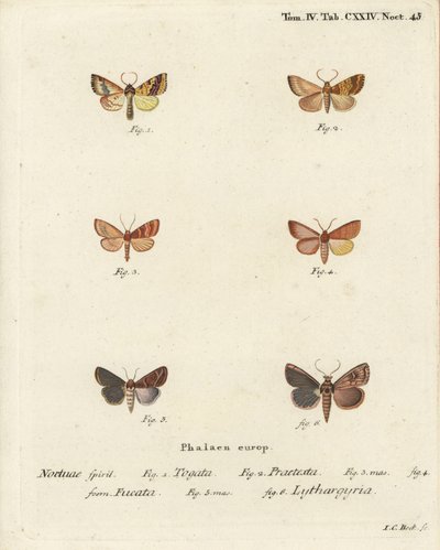 Salát obecný, Tileacea aurago 1-4, a molice jílovitá, Mythimna ferrago 5.6. Ručně kolorovaná mědirytina od Johanna Carla Bocka podle knihy Eugenia Johanna Christopha Espera The Butterflies in Pictures from Nature, Erlangen od Johann Carl Bock