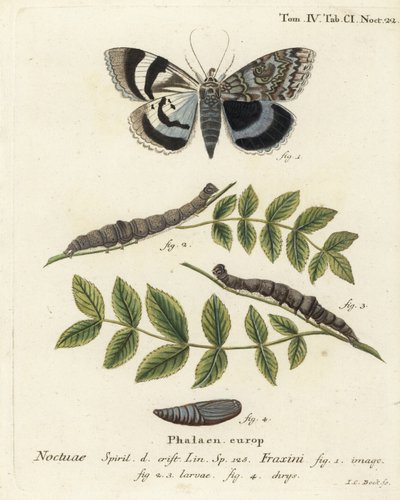 Modrý podkřídlý ​​můra nebo Clifden nonpareil, Catocala fraxini. Ručně kolorovaná mědirytina od Johanna Carla Bocka podle Eugenia Johanna Christopha Espera Motýli v ilustracích z přírody, Erlangen od Johann Carl Bock