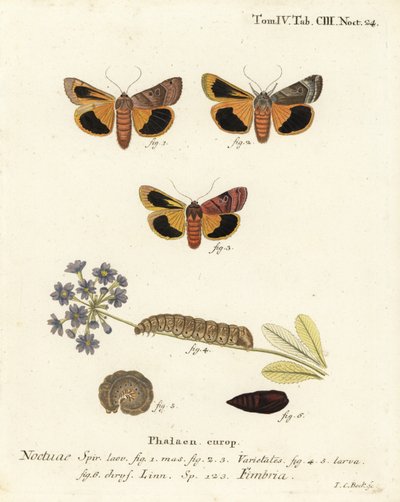 Široko ohraničené žluté podkřídlo, Noctua fimbriata. Ručně kolorovaná mědirytina od Johanna Carla Bocka podle Eugenia Johanna Christopha Espera Motýli v ilustracích z přírody, Erlangen od Johann Carl Bock