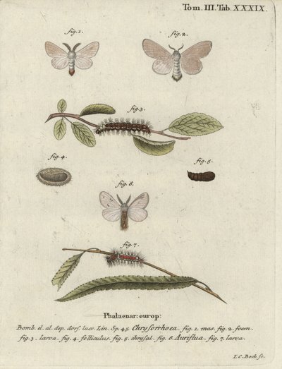 Můra hnědoocasá, Euproctis chrysorrhoea. od Johann Carl Bock