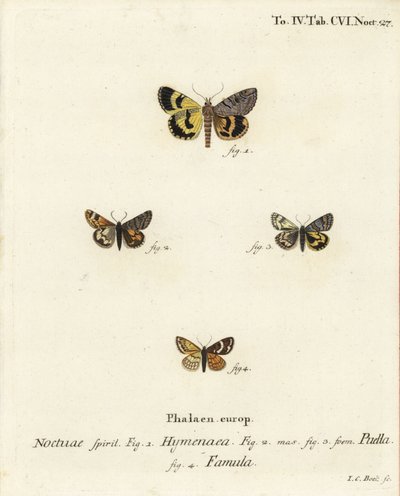 Catocala hymenaea 1, Amerila puella 2,3 a Isturgia famula moths 4. Ručně kolorovaná mědirytina Johanna Carla Bocka podle knihy Eugenia Johanna Christopha Espera Die Schmetterlinge in Abbildungen nach der Natur, Erlangen. od Johann Carl Bock