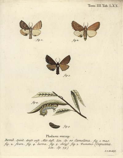 Prominentní Coxcomb, Ptilodon capucinus. od Johann Carl Bock
