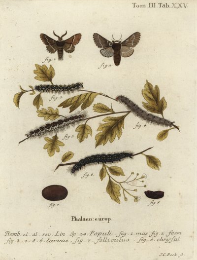 Prosincová můra, Poecilocampa populi. od Johann Carl Bock