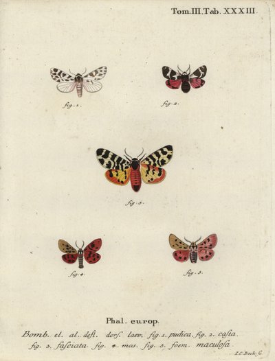 Diskrétní chaperon a tygří můry. od Johann Carl Bock