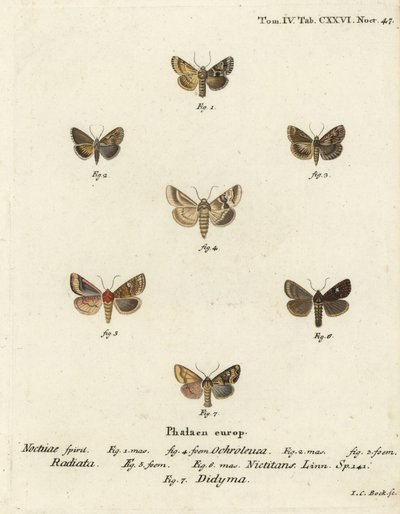 Žlutohnědý, Eremobia ochroleuca 1,4, Cynaeda dentalis 2,3, zavíječ ušatý, Amphipoea oculea 5,6 a rustikální, Mesapamea secalis 7. Ručně kolorovaná mědirytina Johanna Carla Bocka podle Eugenia Johanna Christopha Esperlinge v Die Schmetterlinge in Abbild od Johann Carl Bock