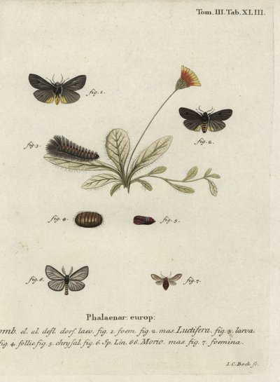 Můry Epatolmis caesarea a Penthophera morio. od Johann Carl Bock