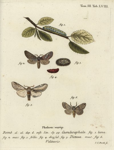 Osmička, vlaštovka výrazná a můra Drymonia velitaris. od Johann Carl Bock