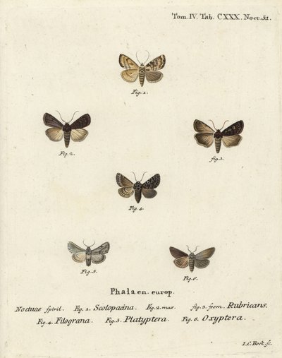 Zahradní šíp, Euxoa nigricans 1-3, Hadena filograna 4, brokát antirrhinum, Calophasia platyptera 5, Simyra nervosa 6. Ručně kolorovaná mědirytina od Johanna Carla Bocka podle Eugenia Johanna Christopha Espera Motýli v ilustracích po r. od Johann Carl Bock